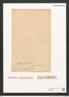 Pleurosigma sp. (de-Toni-Nr.: Genus 13) Zeichnungen Sammlung Grunow (NHMW-BOT-W0369233)